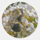 Search for pollen stickers Insect