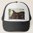 Search for cougar hats Wildlife