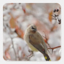 Search for cedar stickers Waxwing