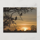 Search for silhouetted postcards Outdoors