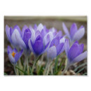 Search for 7x5 posters Purple
