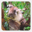 Search for australian koala bear stickers Nature
