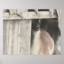Search for white llama posters Animal
