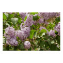 Search for lilac flower posters Syringa