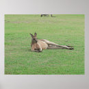 Search for kangaroo posters Nature