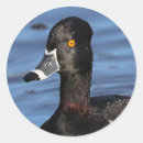 Search for black duck stickers Wildlife