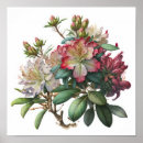 Search for rhododendron art Pink flowers