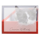 Search for white kitten Domestic cat