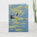 Search for coot Bird