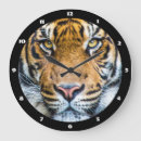 Search for zoo clocks Africa