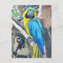 Search for ara vertical postcards Animals