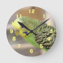 Search for kiwi clocks Bird