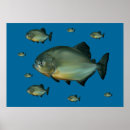 Search for piranha posters Sea