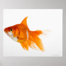 Search for side view posters Animal
