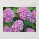 Search for pink hydrangea postcards Plant