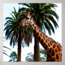 Search for funny giraffe posters Photography