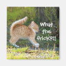 Search for surprised magnets Adorable
