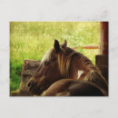 Search for pinto postcards Pony