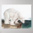 Search for ursus maritimus posters Polar bear