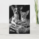 Search for buddy cards Dogs