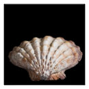 Search for scallops posters Seashell