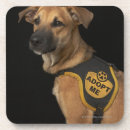 Search for adopt barware Dogs