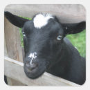 Search for billy goats stickers Buck