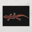 Search for crawl postcards Reptile