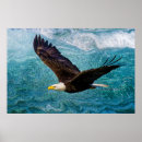 Search for soaring eagle posters Nature