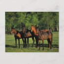 Search for thoroughbred postcards Equestrian