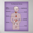 Search for endocrin posters Organs