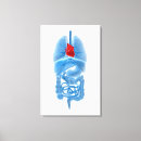 Search for bowel art Biology