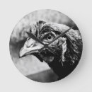 Search for chickens clocks Bird