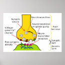 Search for synapse posters Nerve