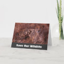 Search for stare cards Cat