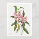 Search for rhododendrons postcards Pink