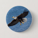Search for avian badges Animal