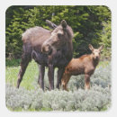 Search for ditto stickers Mammal