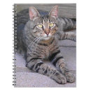 Search for tabby cat notebooks Kitty
