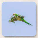 Search for monk coasters Bird
