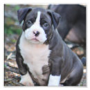 Search for daddy pitbull posters Dog