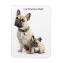 Search for pedigree magnets Bulldog