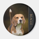 Search for hound magnets Dog breeds