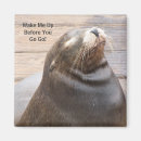 Search for sealion Nature