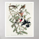 Search for rose breasted posters Bird