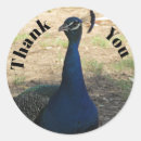 Search for bird feather stickers Beautiful