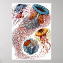 Search for ernst haeckel posters Discomedusae
