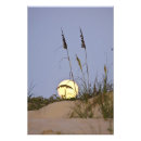 Search for sea oat art Grass