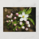Search for apple blossoms postcards White