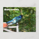 Search for starling postcards Wildlife